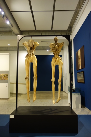 These human like skeletons are constructed from animal bones. An interesting commentary on both apartheid and maybe also vegetarianism